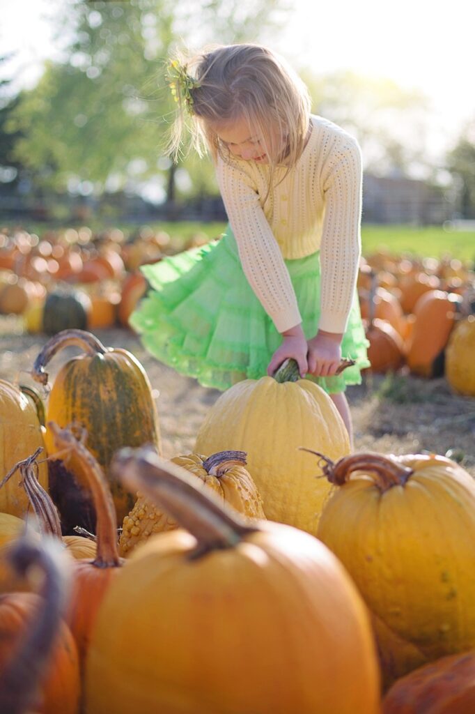 pumpkins, little girl, pumpkin patch, harvest, produce, organic, vegetables, halloween tradition, pumpkin picking, pumpkin season, child, halloween, childhood, pumpkins, pumpkin patch, pumpkin patch, halloween, halloween, halloween, halloween, halloween